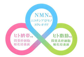 PDSマトリックスNMN-X エキス | dianahair